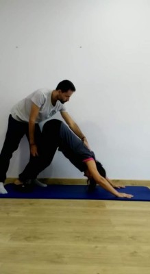 perro-yoga-bien